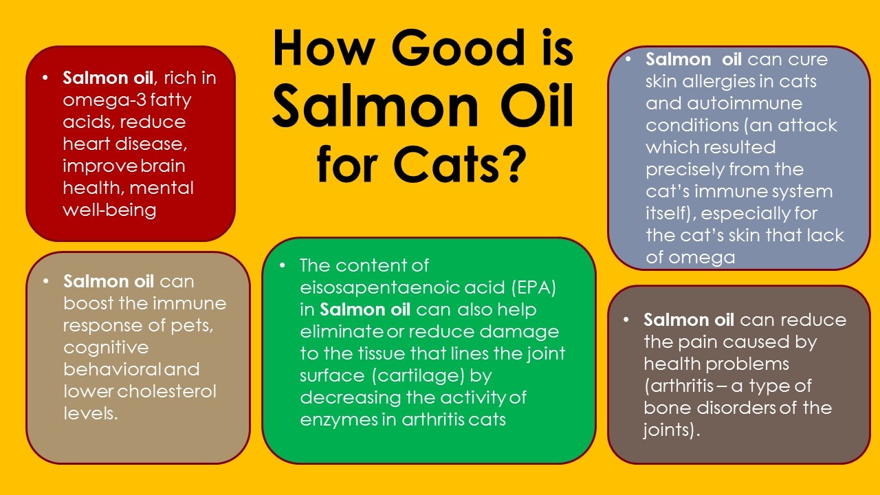 GLORYCAT, Super Premium Cat Food, Coated with Salmon & Tuna Oil